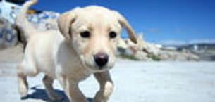 bébé labrador.