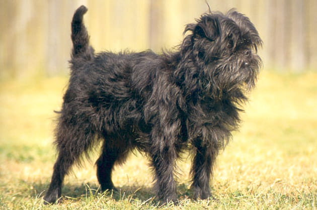 L'affenpinscher