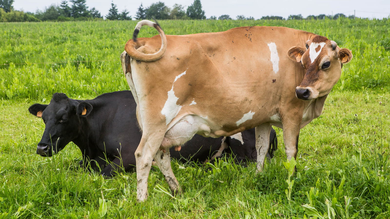 Vache Jersiaise