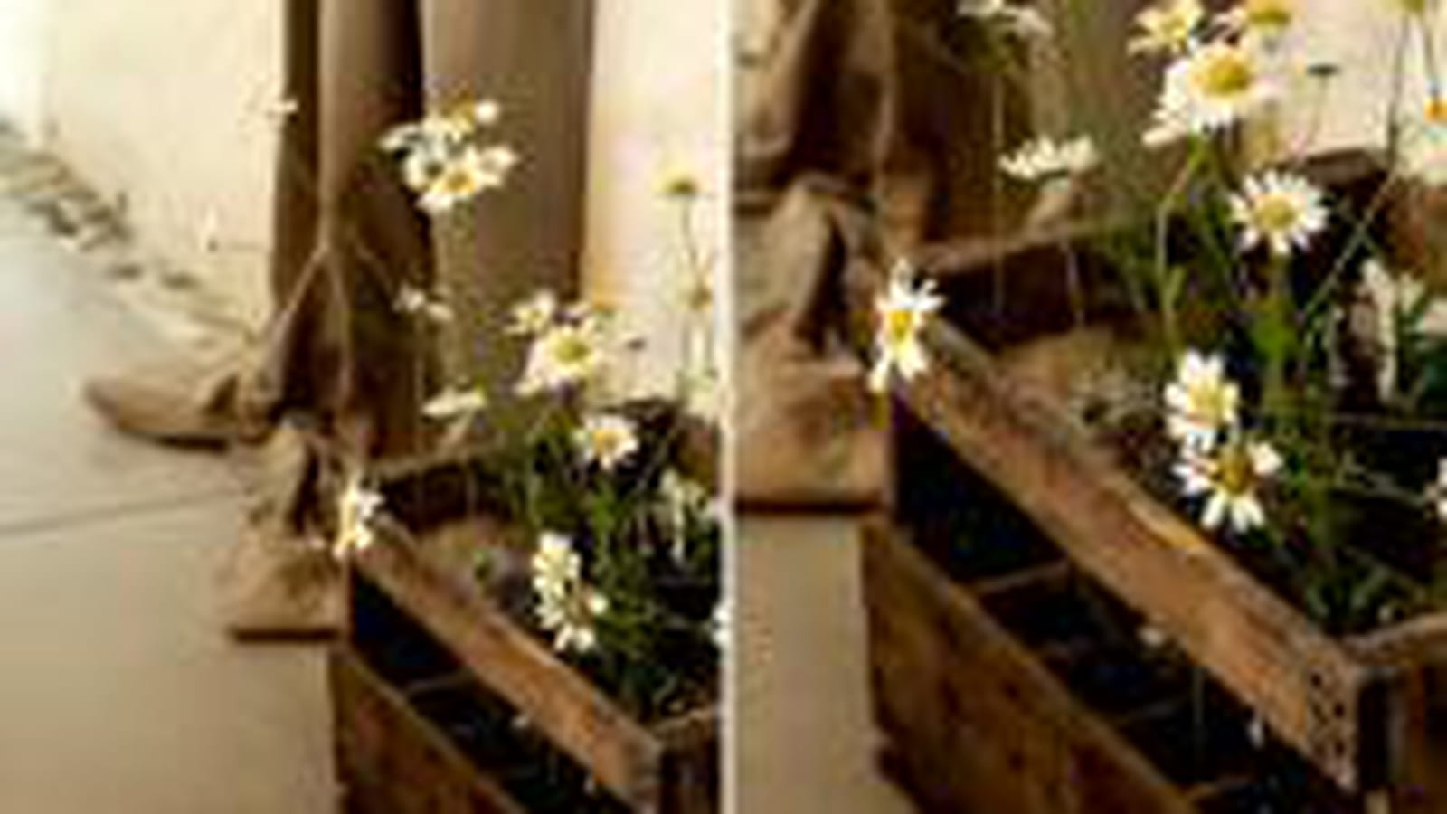 Marguerites