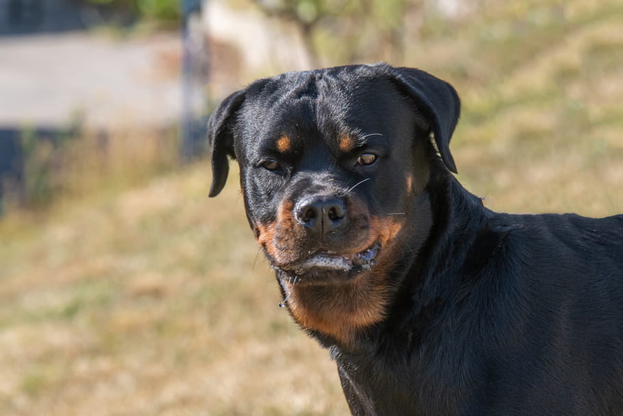 Un bébé de 10 mois mordu par un Rottweiler