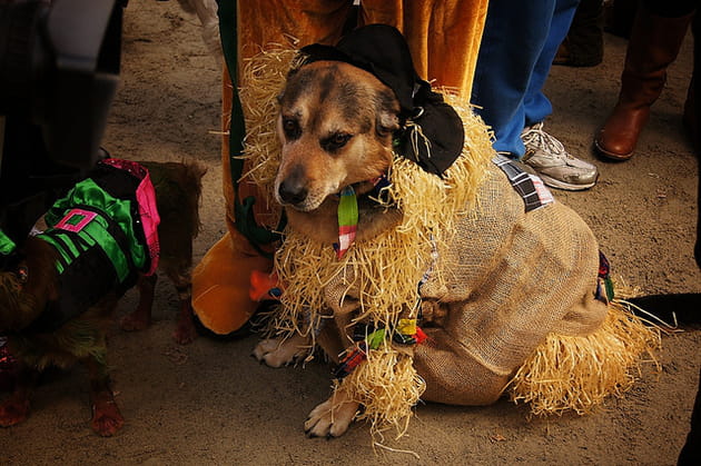 L'épouvantail du Magicien d'Oz