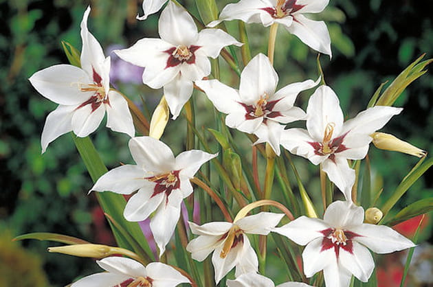 Gladiolus callianthus