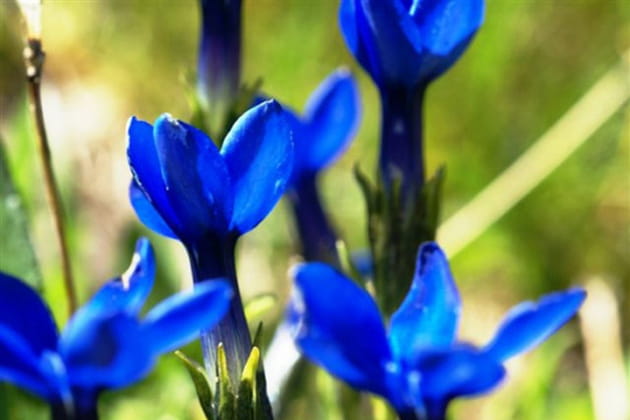 D'un bleu &eacute;clatant