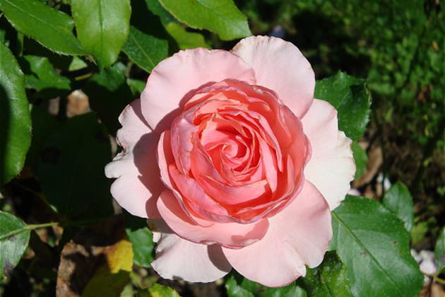 Une rose pour une commune