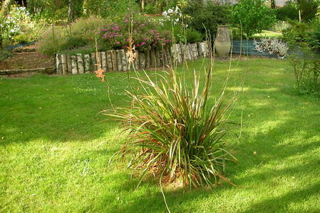 Une touffe de watsonias