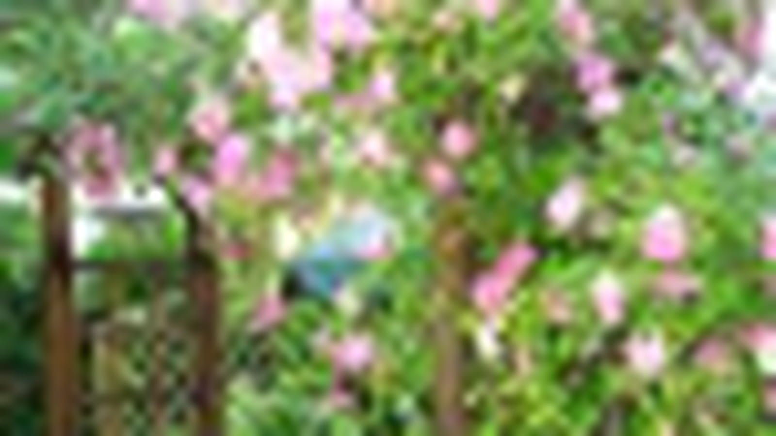 Pergola de roses