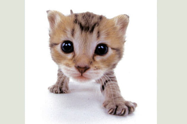 Les plus adorables bouilles de chatons