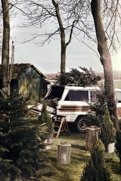 Un jardin o&ugrave; les &eacute;pic&eacute;as sont rois