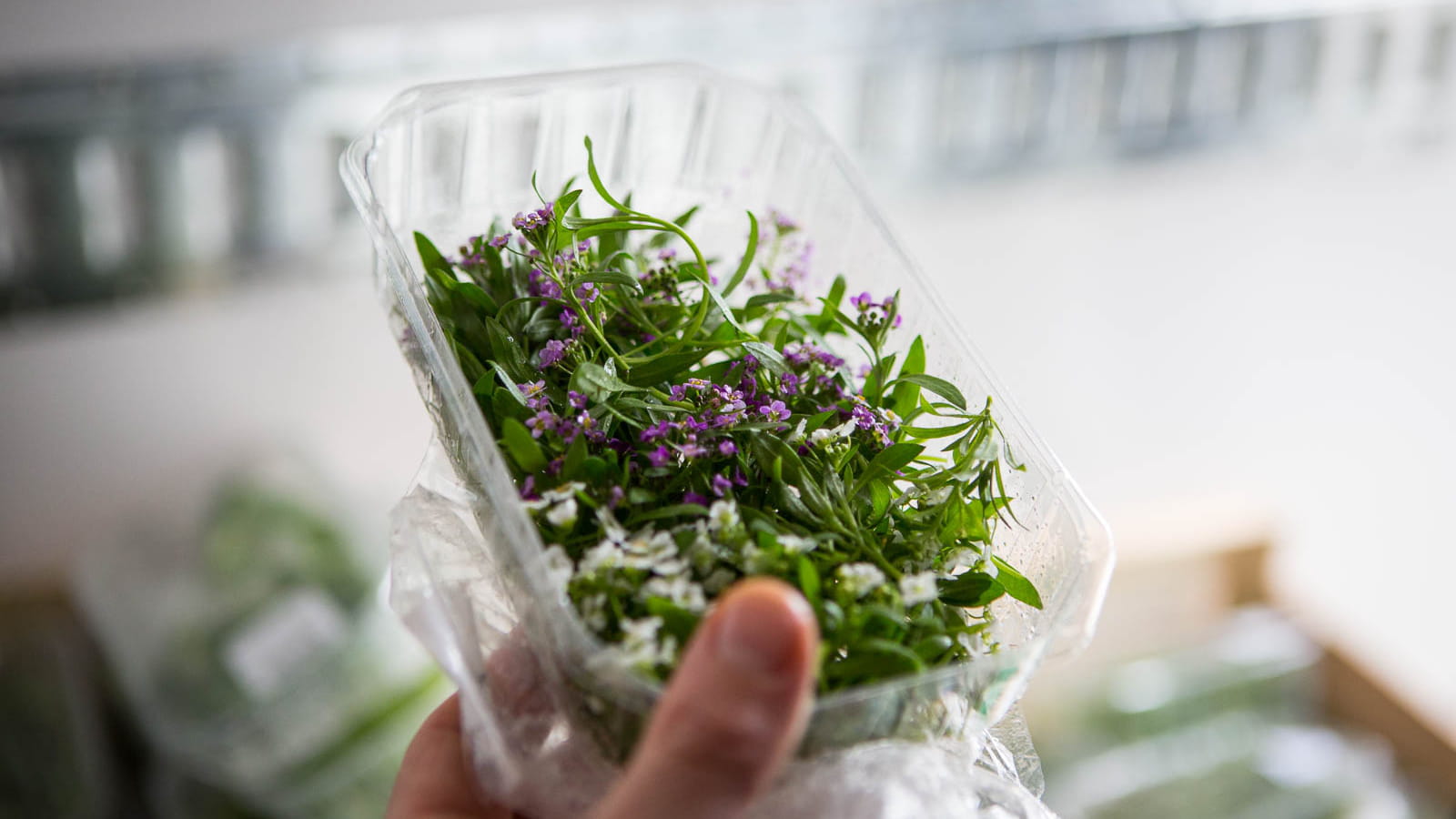 Le plein de petites herbes