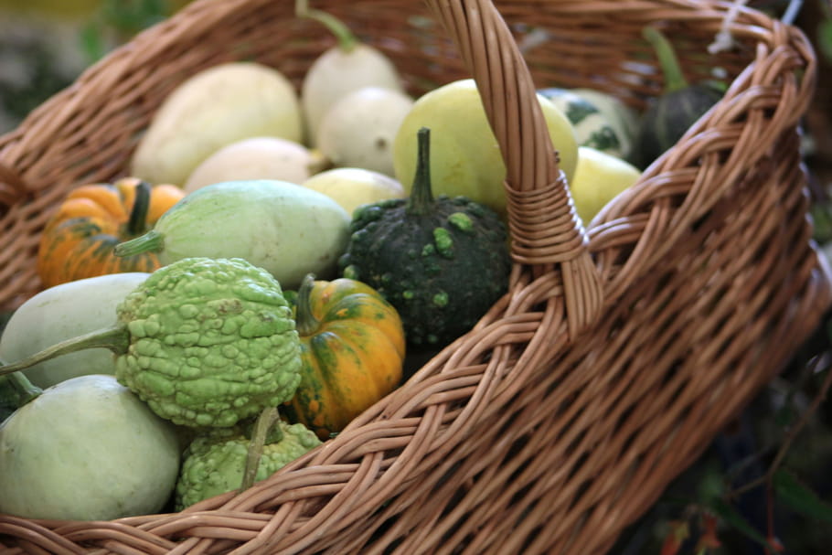 Que faire au jardin en novembre ?
