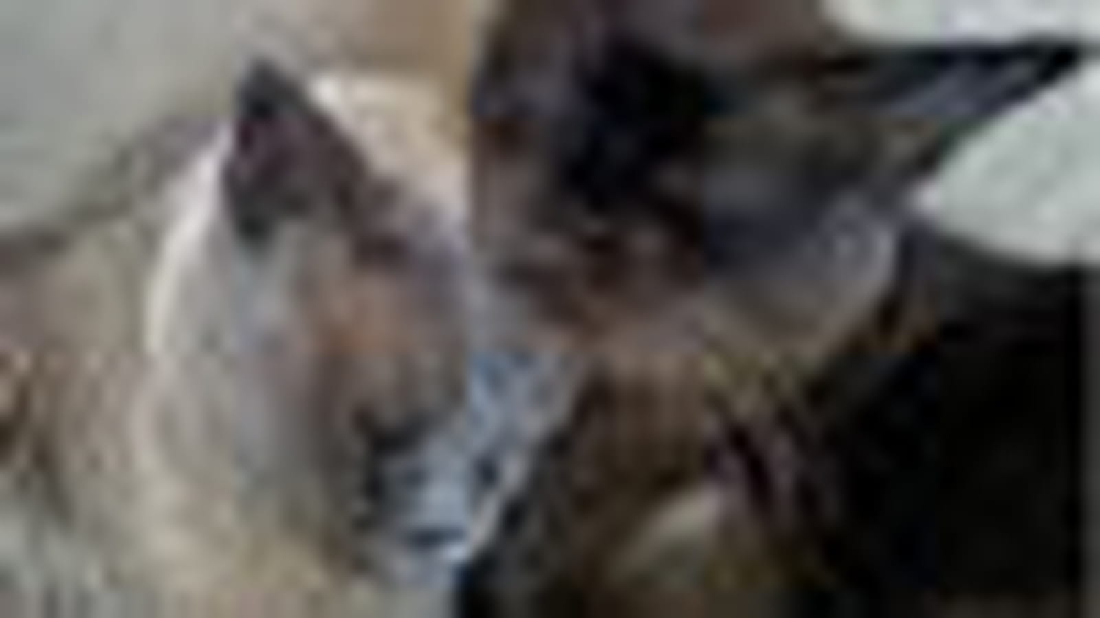 Souris et Nounours