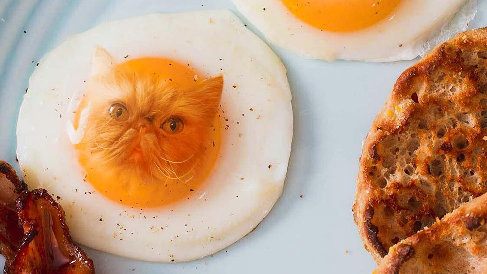 T'as d'beaux oeufs