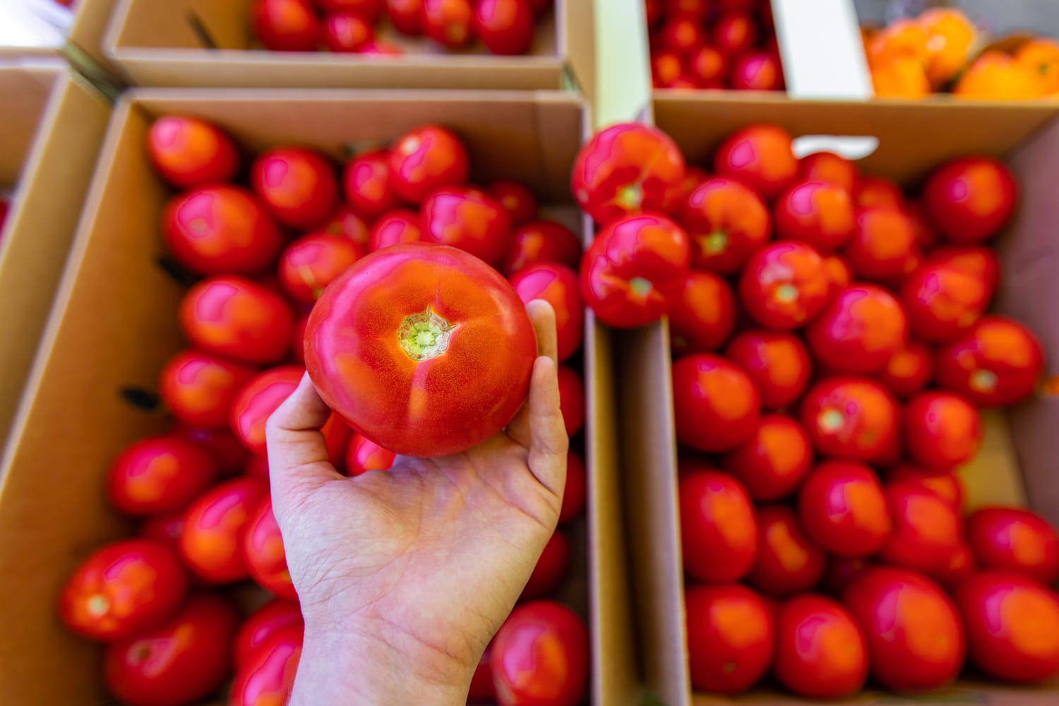 Ni couleur, ni brillance : c'est le seul indice qui permet de choisir une tomate bien mûre selon un producteur