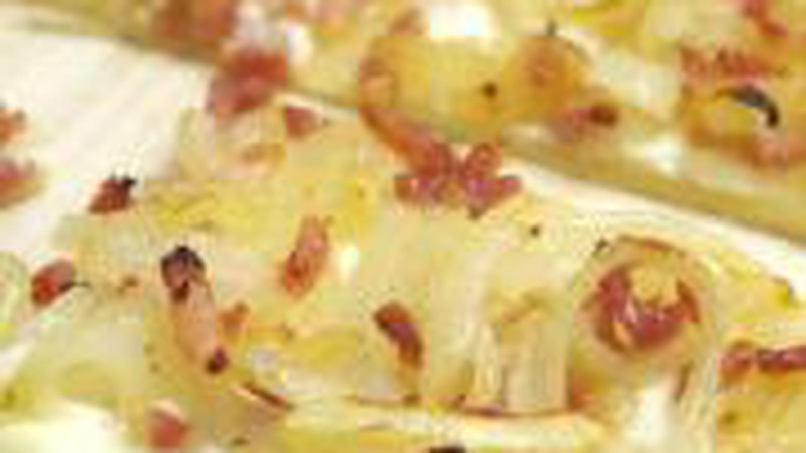 Flammekueche originale