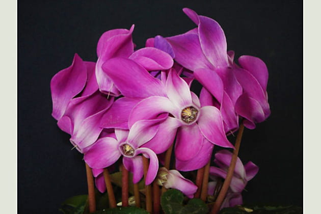 Une m&ecirc;l&eacute;e de cyclamen