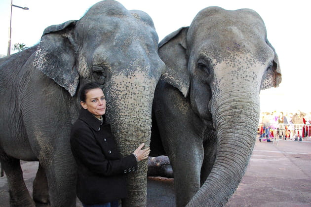 Avec des &eacute;l&eacute;phants