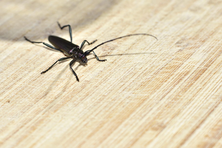 Se débarrasser des capricornes des maisons, ces insectes nuisibles — free download