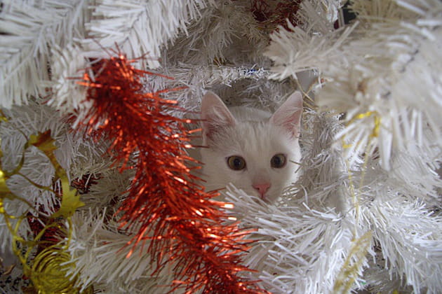 Echapper aux paparazzis