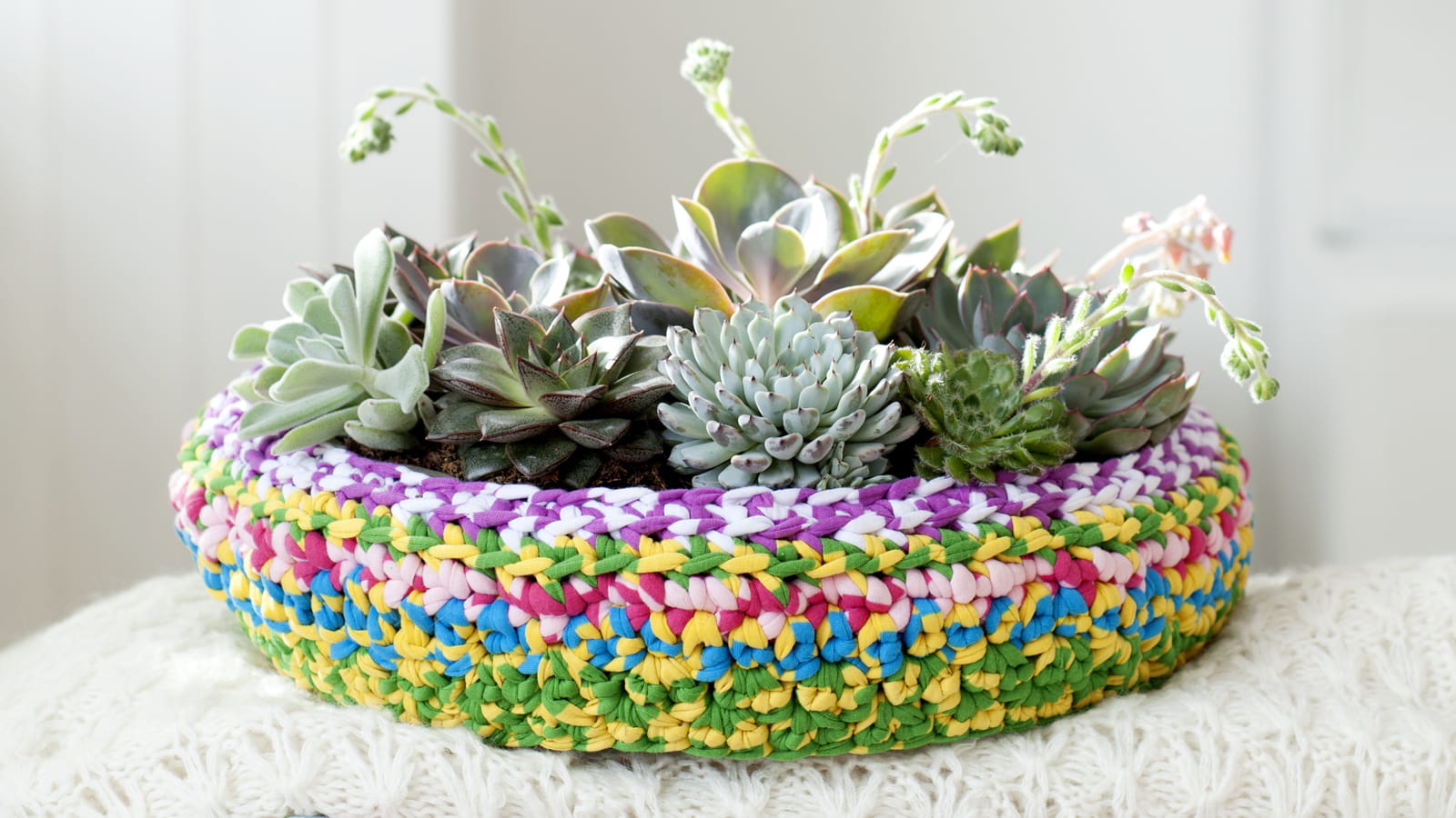 Succulentes format mini
