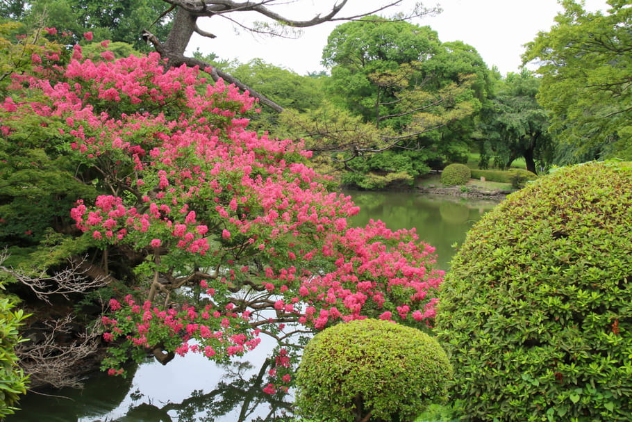 Lilas des Indes