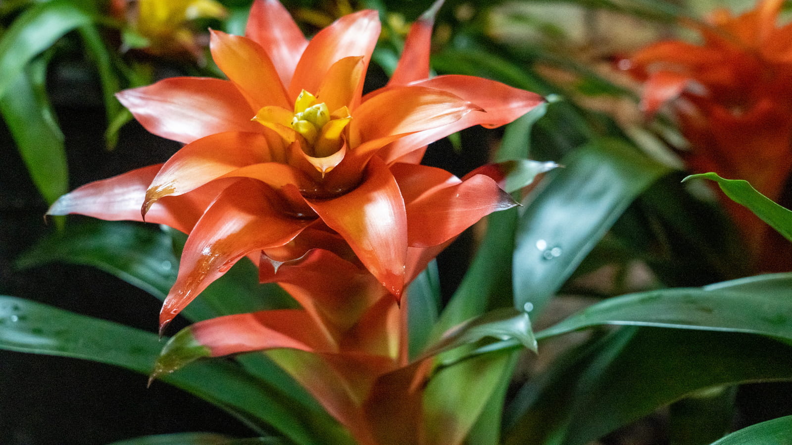 Bromélia