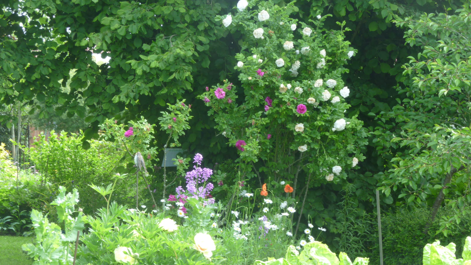 A l'anglaise