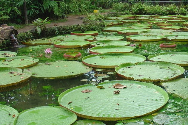 N&eacute;nuphars, Br&eacute;sil