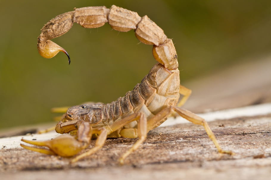 Piqûre de scorpion : symptômes, médicament, que faire ?