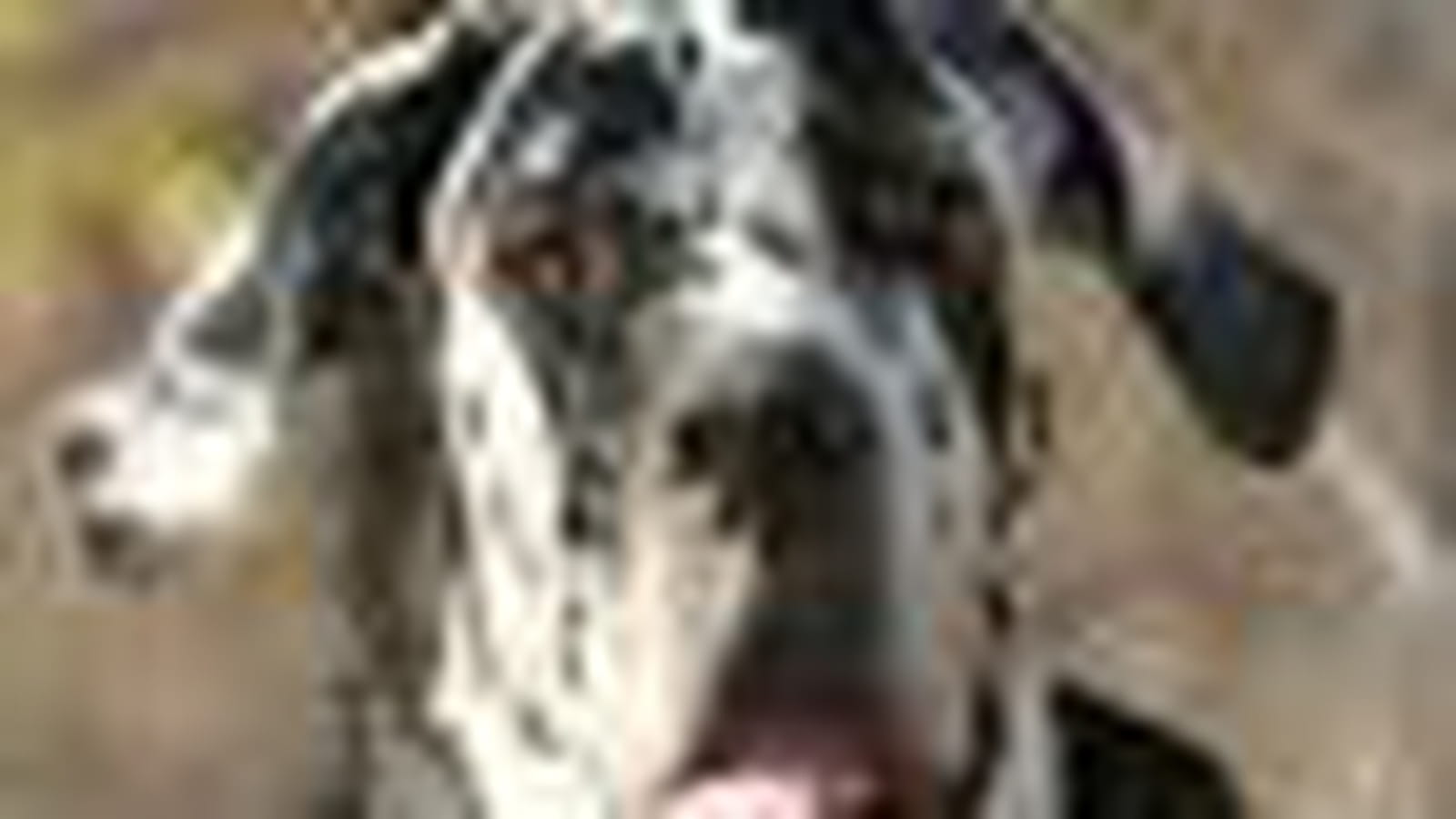 Dogue allemand