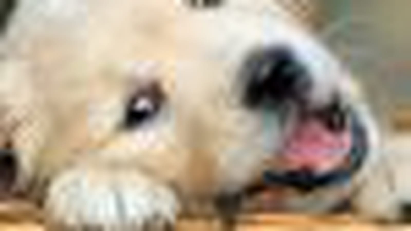 Chien et absence du maître