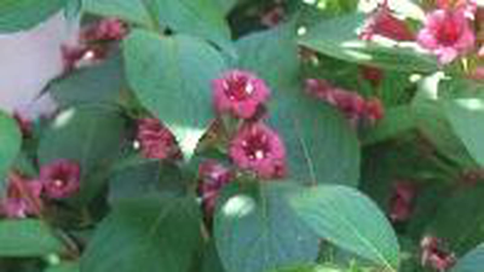 Weigelia