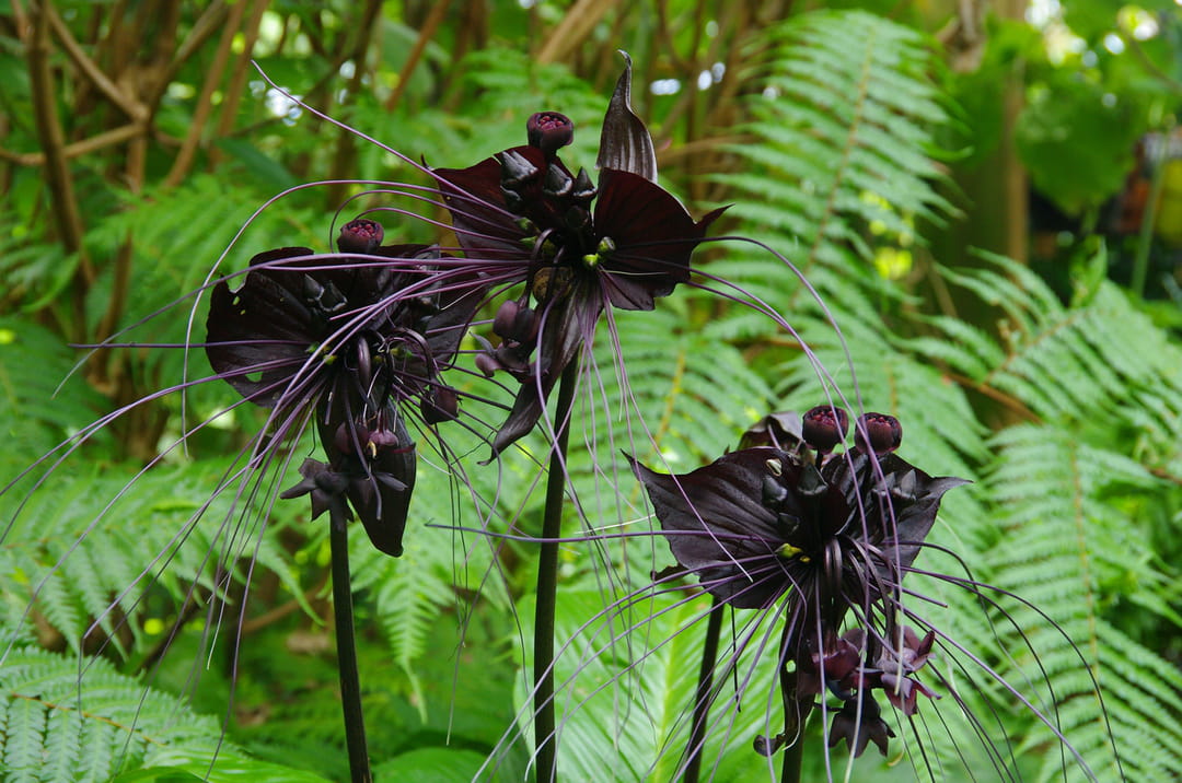 fleur-chauve-souris