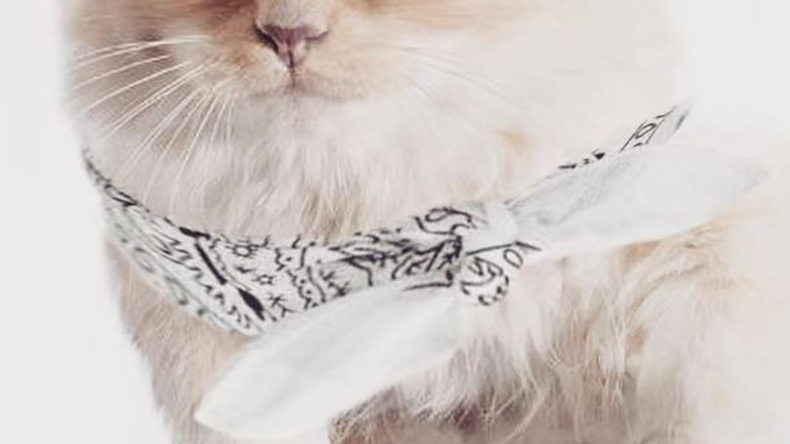 Choupette