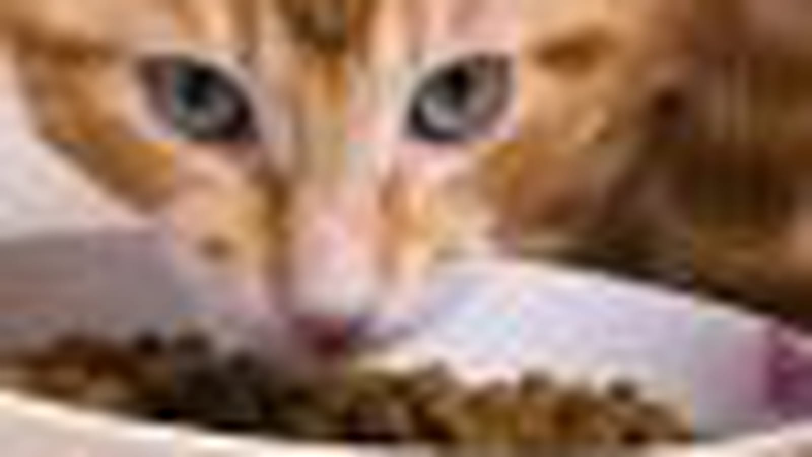 Chat qui gratte
