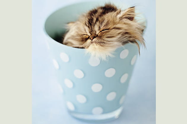 V&eacute;ga, 11&nbsp;semaines