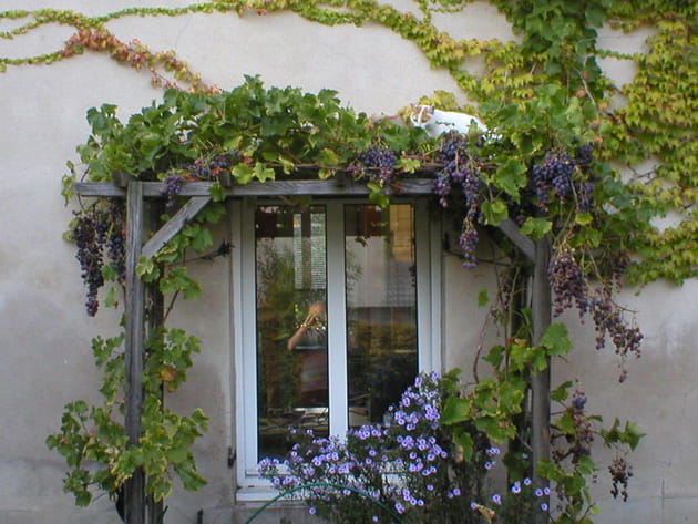 L'alliance de deux plantes grimpantes