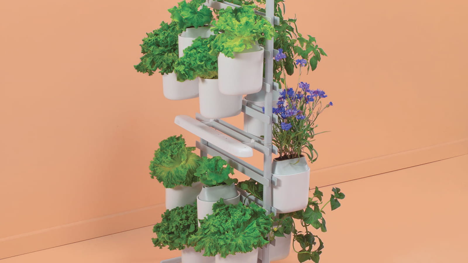 Potager Prêt à pousser