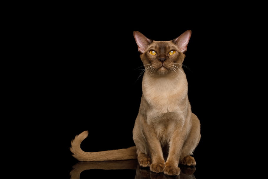 Burmese