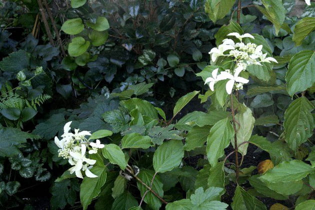 Magnifique Hydrangea paniculata Great Star