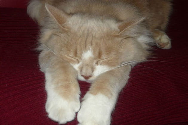 S&eacute;ance d'&eacute;tirements