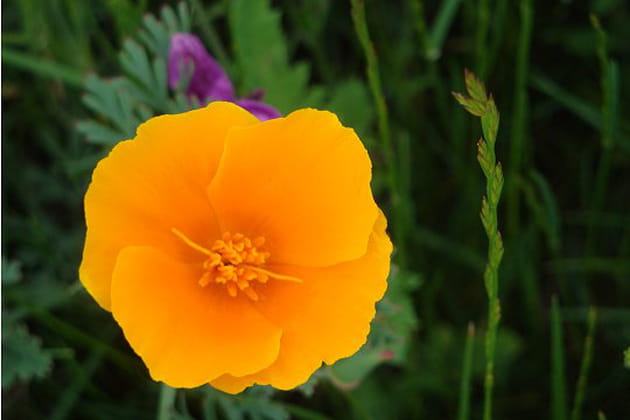 Floraison de fleurs sauvages