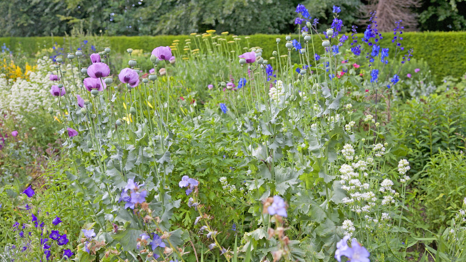 Plantes vivaces 