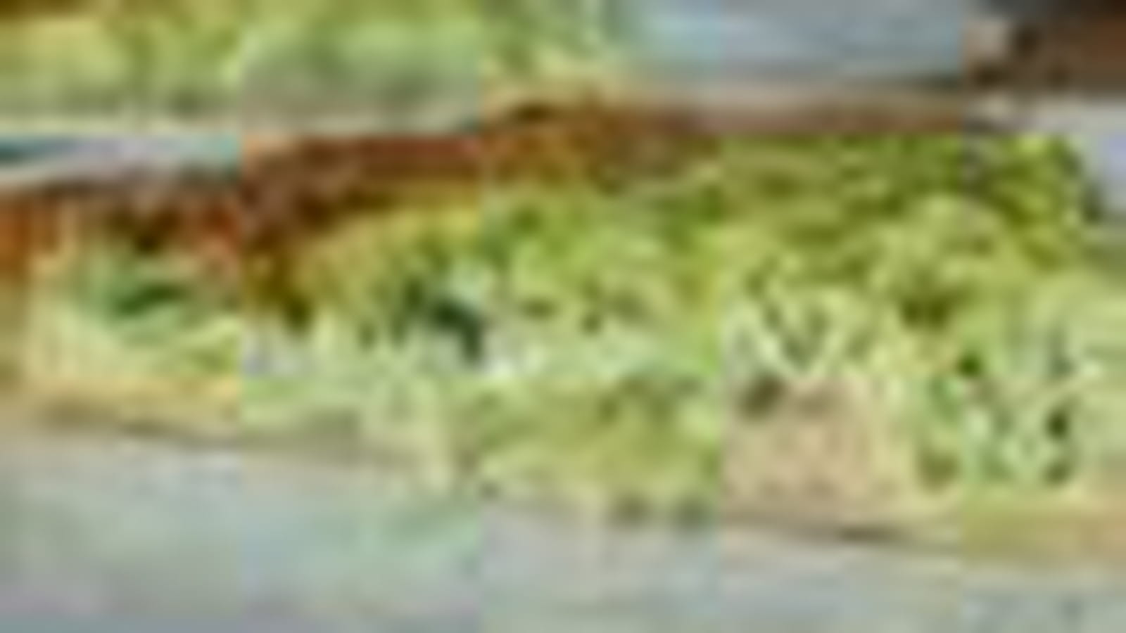 Courgette