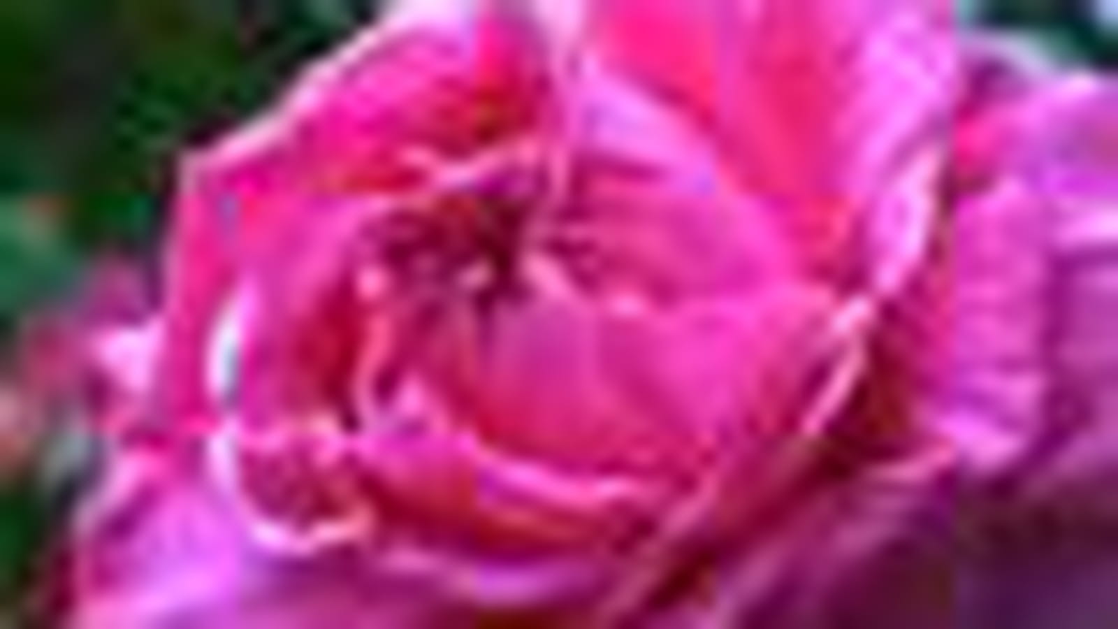 Rosier 'Mme Isaac Pereire'