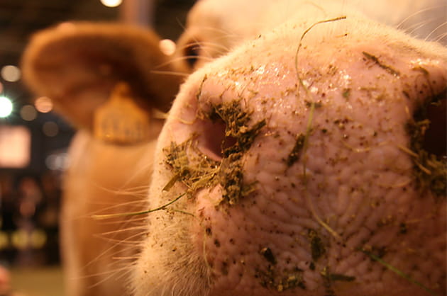 Les animaux du Salon de L'Agriculture