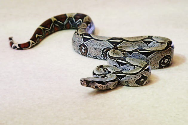 En compagnie d'un boa constrictor