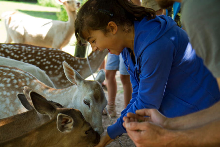 Parc animalier de Sainte-Croix : explorez les merveilles de la nature !