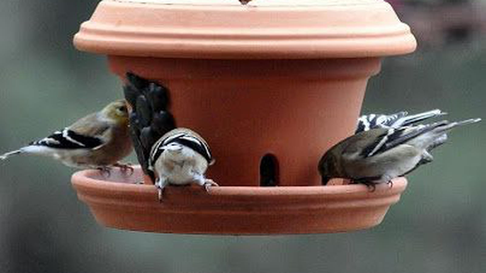 Mangeoire à oiseaux 