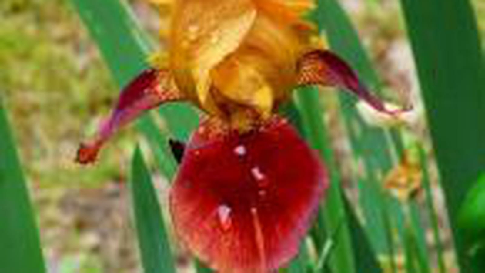 Iris